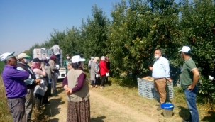 Karaman'da elma bahçelerinde işçilere hasat kayıplarını önlemek amacıyla