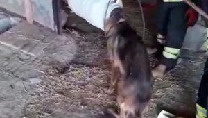 Kafası bidona sıkışan köpek kurtarıldı