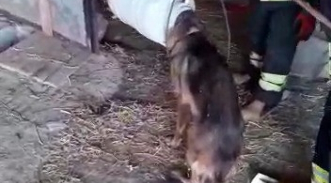 Kafası bidona sıkışan köpek kurtarıldı
