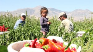 Karaman'dan 15 ile salçalık biber satışı
