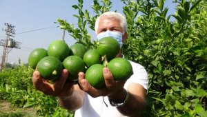 Limon diyarında hasat besmele ile başladı