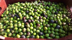 Mut zeytinin hasadı başladı