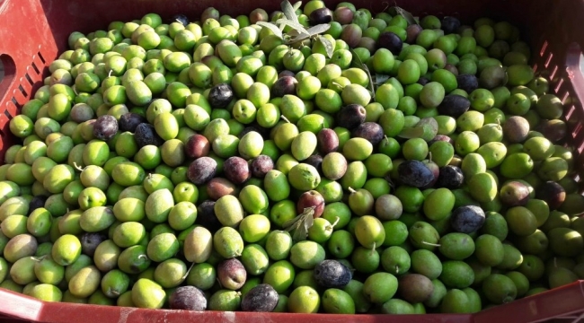 Mut zeytinin hasadı başladı