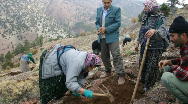 - KARAMAN'DA AĞAÇLANDIRMA ÇALIŞMALARI...