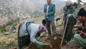 - KARAMAN'DA AĞAÇLANDIRMA ÇALIŞMALARI...
