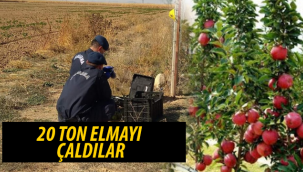 Karaman'da Bahçeden Elma Hırsızlığı