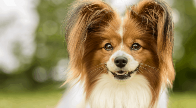 Köpek Eğitimi Fiyatlarımız - GÜNDEM - Karaman NetHaber
