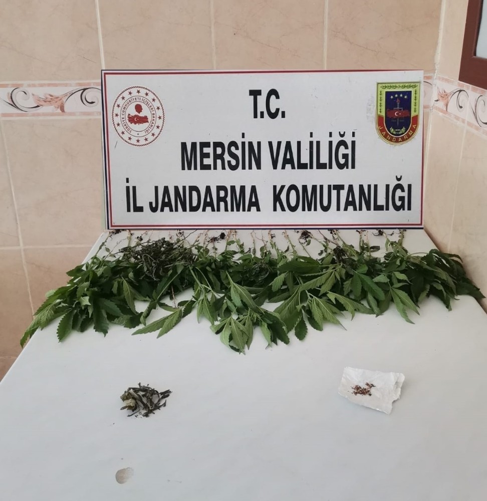 Mersin'de bir evde 31 kök kenevir bitkisi ele geçirildi