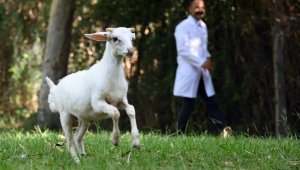 Sevimli kuzu Tarsus Doğa Parkı'nın maskotu oldu