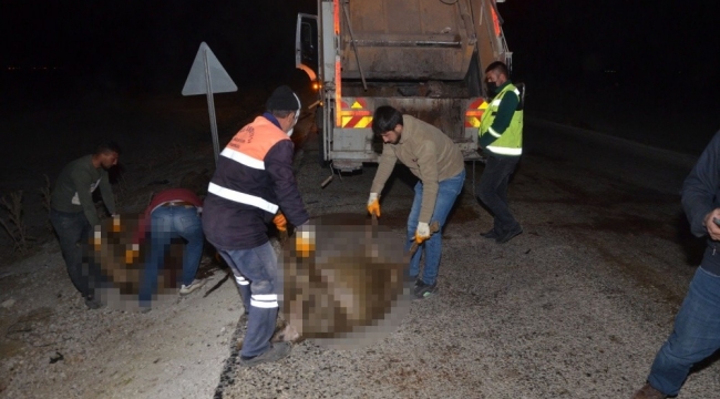 Ereğli'de Otomobil koyun sürüsüne daldı, 30 koyun telef oldu