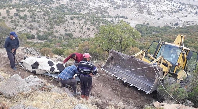 Uçuruma düşen inek kurtarıldı