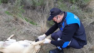 Adana polisi sokak köpeklerini unutmadı