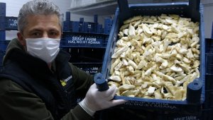 Türkiye'de kiloyla satılıyor, Japonlar taneyle alıyor