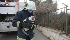Ağaçta saatlerce mahsur kalan kedi kurtarılınca mama kavanozuna saldırdı