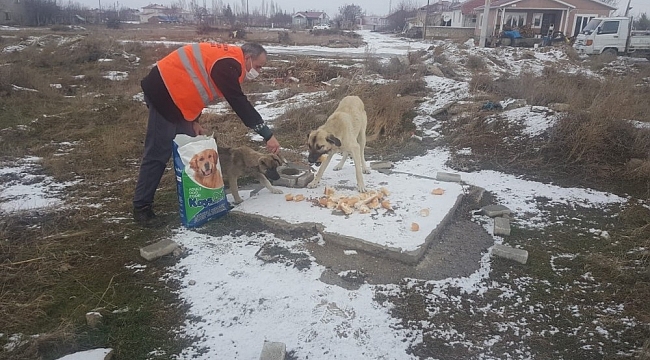Akşehir Belediyesi sokak hayvanlarını unutmuyor