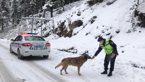 Antalya'da jandarmadan sokak hayvanlarına yiyecek