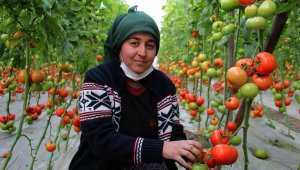 Antalyalı domates üreticilerinden aracı tepkisi