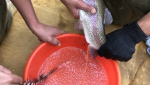 Bebek gibi bakılıyor tek tek el masajıyla yumurtaları alınıyor