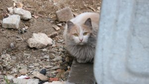 Çatıda mahsur kalan kediyi itfaiye ekipleri kurtardı