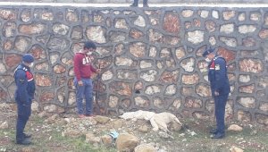 Güneysınırda Sokak köpeklerini öldüren kişi yakalandı