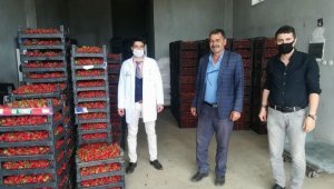 Hüyük'ün organik çileği kışın da üretiliyor