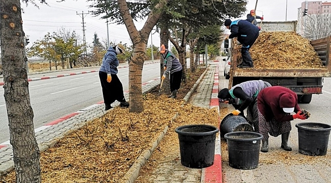 Karaman'da budanan ağaçlar gübre olarak kullanılıyor