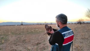 Karaman'da yaralı şahin koruma altına alındı