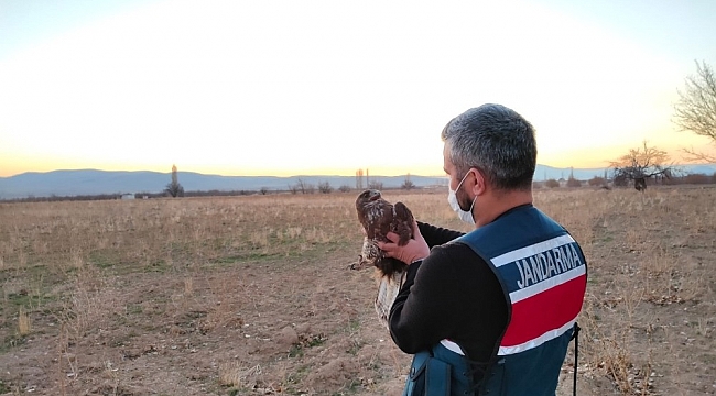 Karaman'da yaralı şahin koruma altına alındı