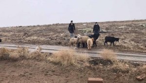 Kaybolan koyunları jandarma termal kameralı İHA ile buldu