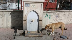 KOSKİ kuş tası ile sokak havyanlarının su ihtiyacını gideriyor
