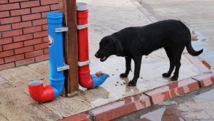 Kozan'da sokak hayvanları için mama noktaları oluşturuldu