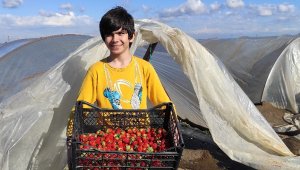 Mersin'de çilek hasadı buruk başladı