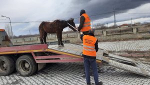 Sahipsiz Ata Akşehir Belediyesi sahip çıktı