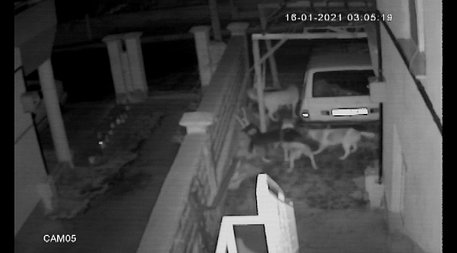 Sokak köpeklerinin kediye saldırması kameraya yansıdı