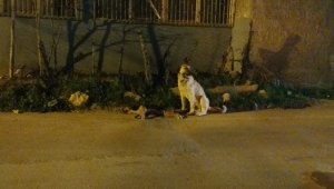 Adana'da yürekleri burkan görüntü