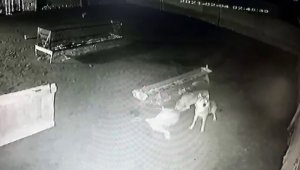 Ağıla giren kurtlar koyunu boğarak yedi