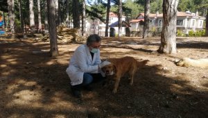 Alanya Belediyesinden sokak hayvanlarına aşılama çalışması