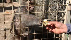 Antalya Hayvanat Bahçesi kapılarını ziyarete açıyor