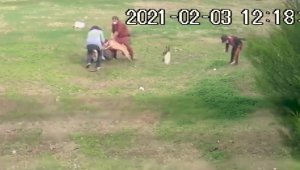 Antalya'da Pitbull dehşeti