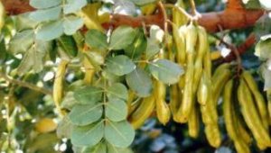 Aromatik bitki üretimine yüzde 75 destek