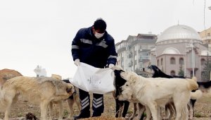 Çankaya Belediyesi soğukta sokak hayvanlarını unutmadı
