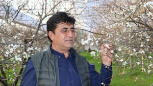 İlk hasatta eriğin kilosu çeyrek altını geçecek