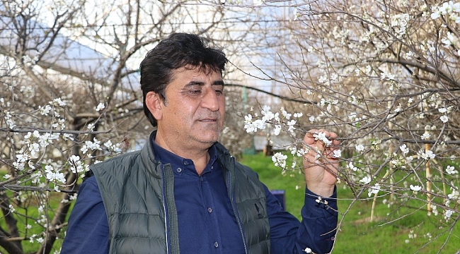 İlk hasatta eriğin kilosu çeyrek altını geçecek