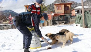Jandarma sokak hayvanlarını unutmuyor