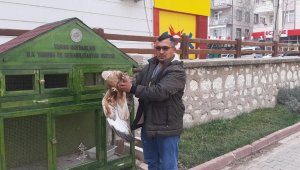 Karaman'da Vatandaşın bulduğu yaralı şahin koruma altına alındı