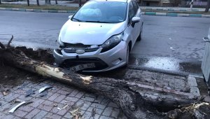 Konya'da otomobil ağaca çarptı: 1 yaralı