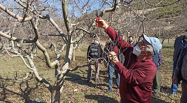 Korkuteli'de çiftçiye uygulamalı budama eğitimi