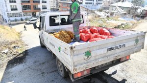Mamak'ta ihtiyaç sahibi ailelere soğan dağıtıldı