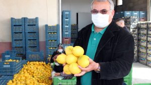Mersin'de limon hasadı tamamlandı