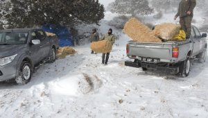 Mersin'de yaban hayvanları unutulmadı